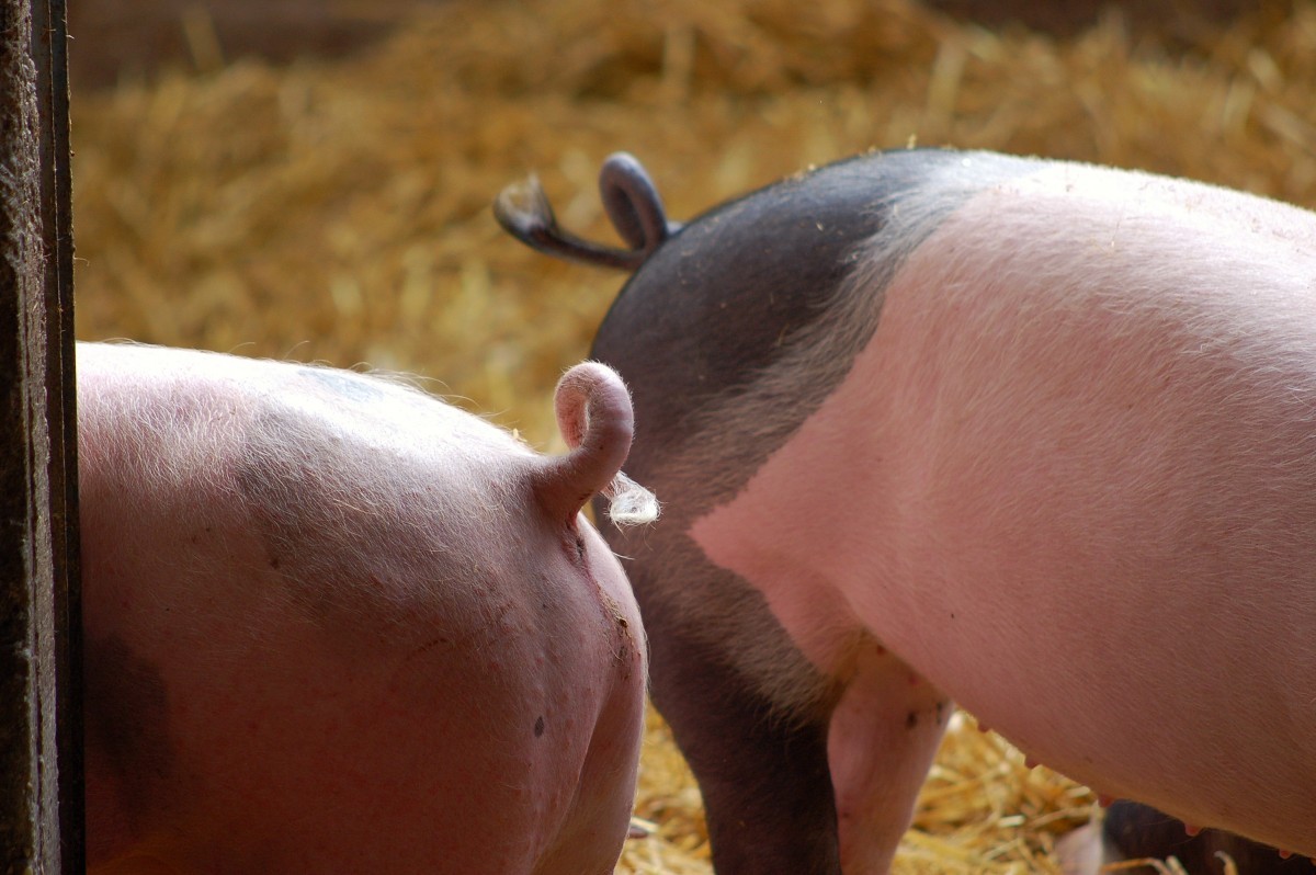 Schwein