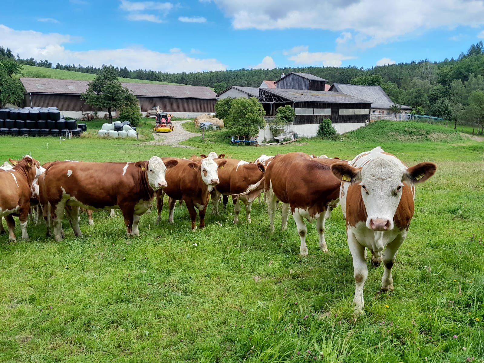 Rinder auf der Weide am Biohof Frühwald